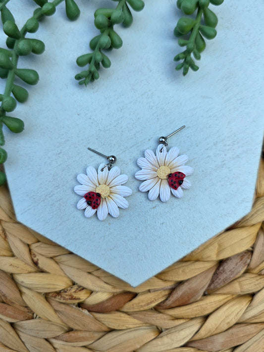 Ladybird Daisy