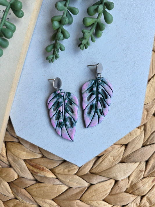 Pink Adanson's Monstera